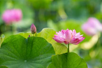 観蓮園にある蓮の花1