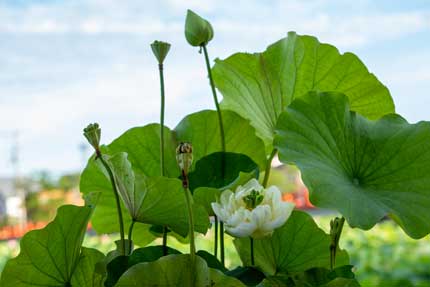 観蓮園にある蓮の花2