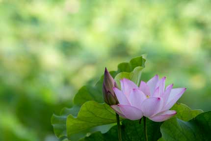 観蓮園にある蓮の花3