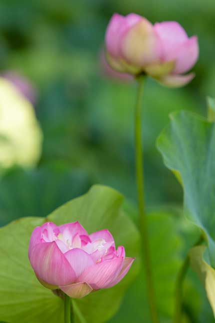 観蓮園にある蓮の花1