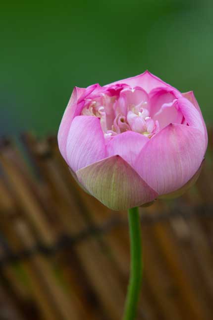 観蓮園にある蓮の花3