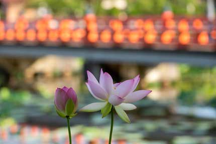 観蓮園にある蓮の花