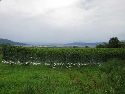 斜面に有り