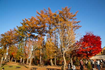 青空に紅葉