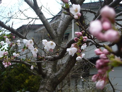 あい企画の桜20070408