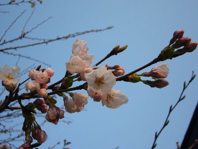 あい企画の桜20070410