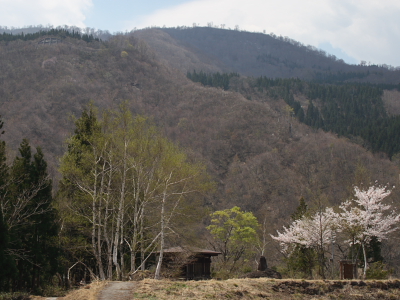 秋山郷の桜