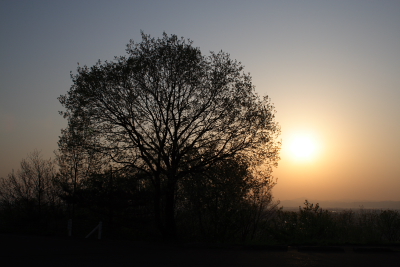 朝日と木
