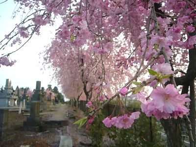 金谷山のベニシダレ桜