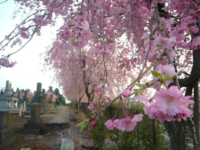 金谷山のベニシダレ桜