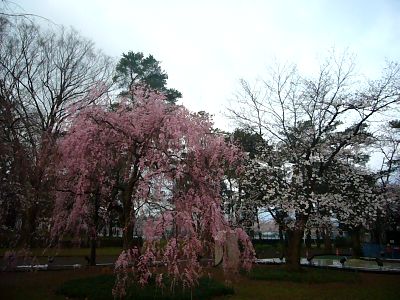 べに枝垂れ桜20070409