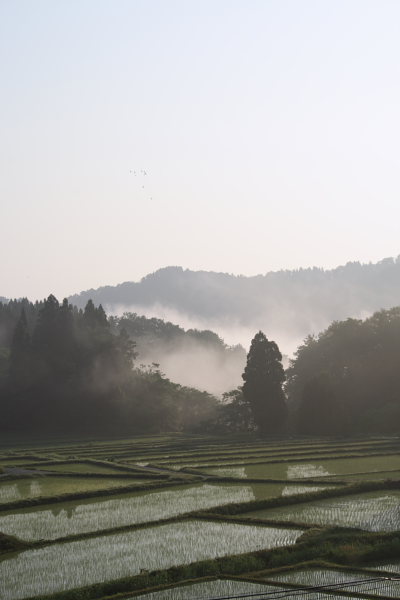 朝もやと棚田