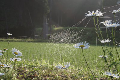 蜘の巣