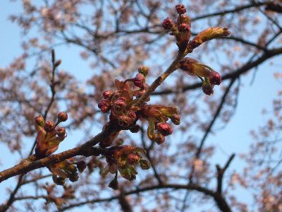 高田城址公園の八重桜（ぼたん桜）20070420