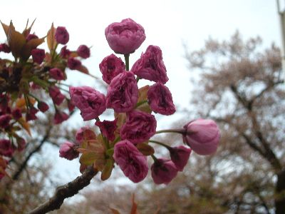 高田城址公園の八重桜（ぼたん桜）20070421