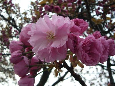 高田城址公園の八重桜（ぼたん桜）20070422