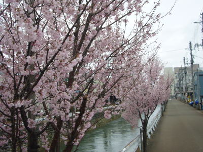 満開桜上越市儀明川20070402