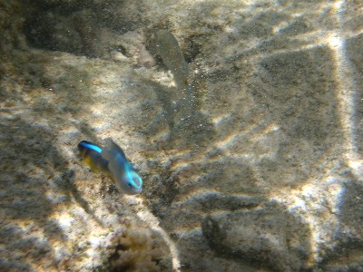 綺麗な南の島の海魚たち