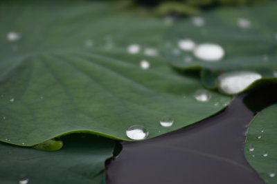 はすの葉についた水滴