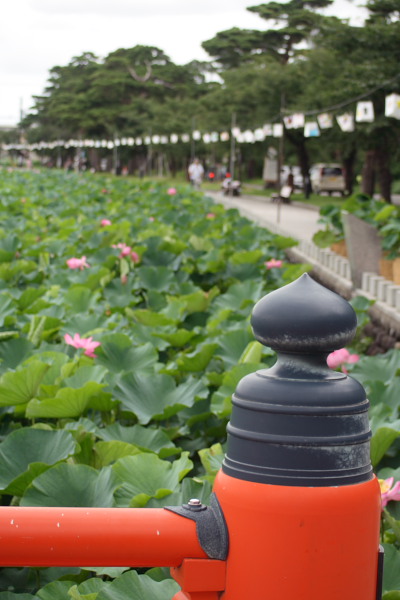 ある日の高田城址公園