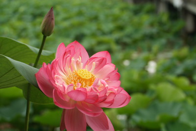 赤みの強い蓮の花