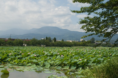 高田公園南側の蓮