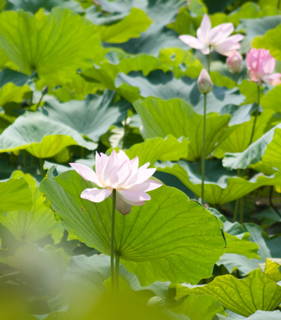 まだまだ、たくさん咲いていますハスの花