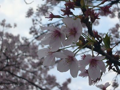 葉桜の一分