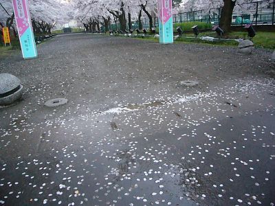 散り始めた高田城址公園の桜サクラさくら20070414