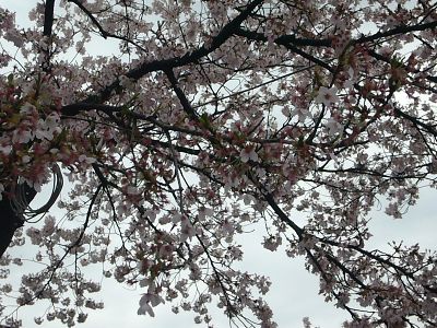 葉桜三分かな
