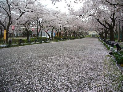 ピンクの桜絨毯