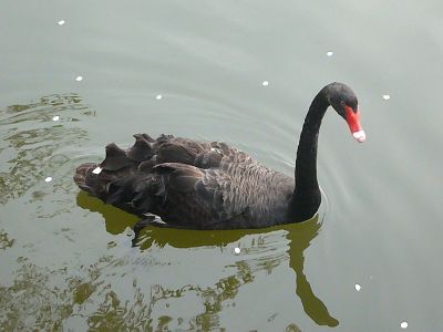 高田城址公園の黒鳥