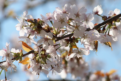 萌木の里の桜