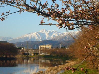 妙高山と桜20070404