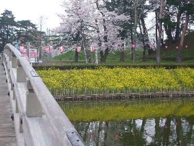 高田城址公園の菜の花20070416