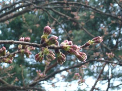 高田城址公園の桜サクラさくら20070401