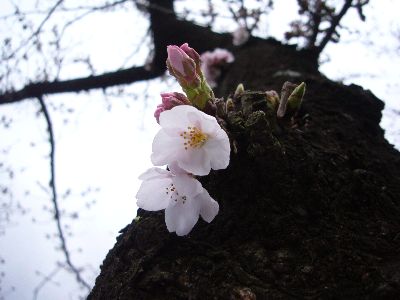 高田城址公園の桜サクラさくら20070402