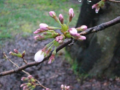 高田城址公園の桜サクラさくら20070403