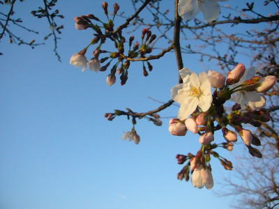 高田城址公園の桜サクラさくら20070404