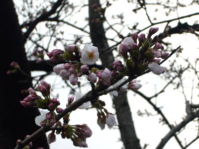 高田城址公園の桜サクラさくら20070405