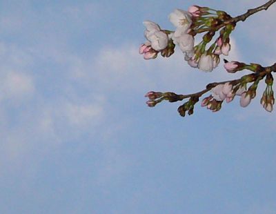 高田城址公園の桜サクラさくら20070406