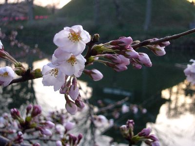 高田城址公園の桜サクラさくら2007040701