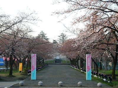 高田城址公園さくらロード20070407