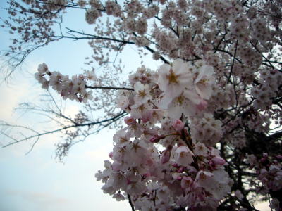 高田城址公園の桜サクラさくら20070408