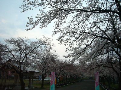 高田城址公園の桜サクラさくら20070409