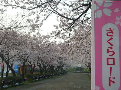 高田城址公園の桜サクラさくら20070410