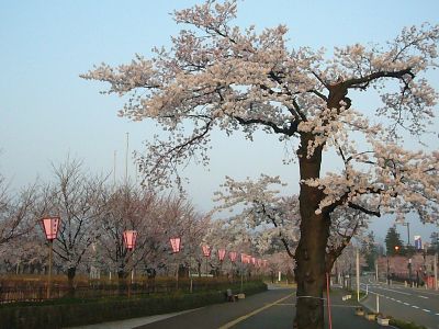 古い桜20070410