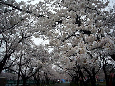 高田城址公園の桜サクラさくら20070411