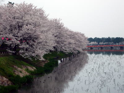 高田城址公園の桜サクラさくら200704131