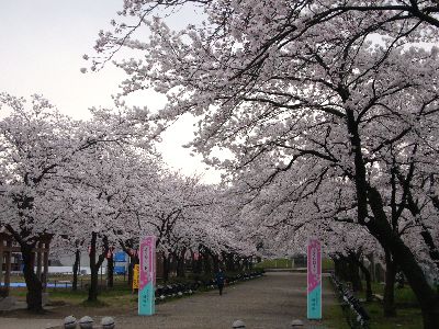 高田城址公園の桜サクラさくら200704132